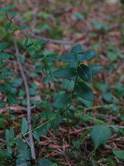 Hypericum pulchrum