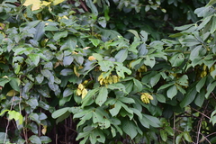 Lonchocarpus