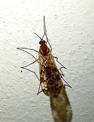 Sylvicola