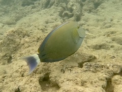 Acanthurus blochii