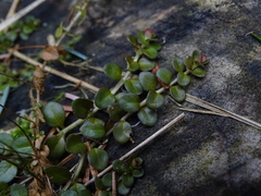 Epilobium brunnescens