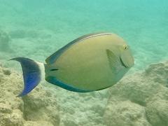 Acanthurus blochii