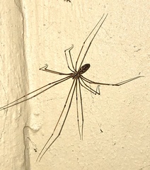 Smeringopus natalensis