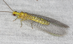 Italochrysa insignis