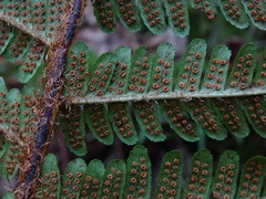 Dryopteris affinis