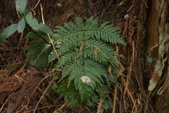 Dryopteris nipponensis