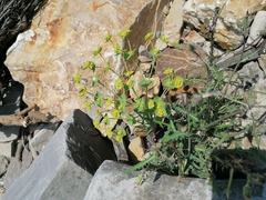 Euphorbiaceae