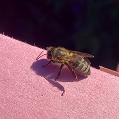 Apis mellifera