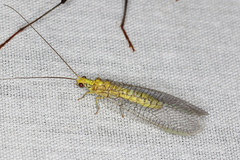 Italochrysa insignis