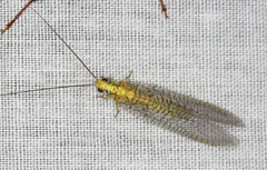 Italochrysa insignis