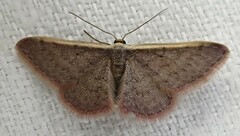 Idaea costaria