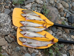 Thymallus brevipinnis