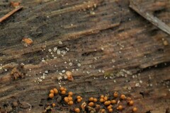 Mollisia sublividula