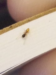 Tapinoma melanocephalum