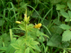 Cleome viscosa