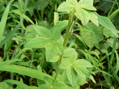 Cleome viscosa