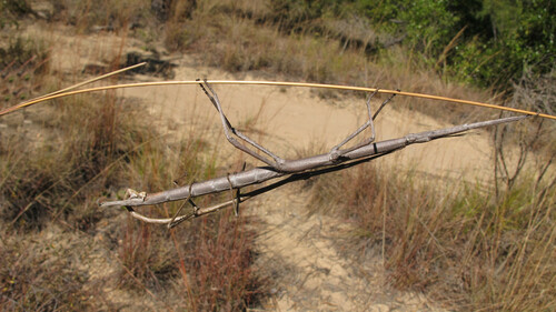 Achrioptera impennis