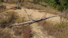 Achrioptera impennis