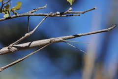 Achrioptera impennis