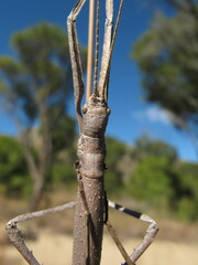 Achrioptera impennis