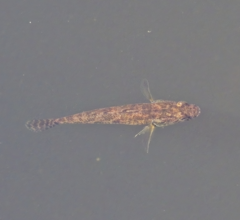 Philypnodon grandiceps