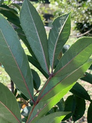 Meliosma rhoifolia