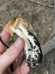 Hydnum oregonense