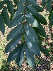 Meliosma rhoifolia