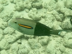 Acanthurus olivaceus