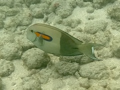 Acanthurus olivaceus