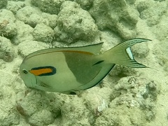 Acanthurus olivaceus