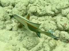 Acanthurus olivaceus