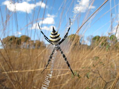 Argiope coquereli