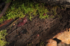 Ascocoryne cylichnium