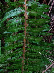 Dryopteris affinis