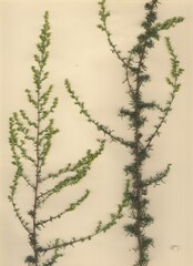Artemisia campestris