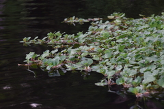 Ludwigia helminthorrhiza