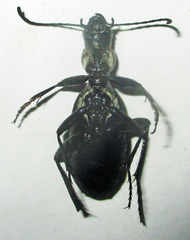 Cypholoba