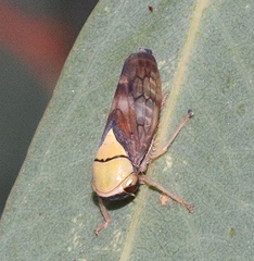 Brunotartessus fulvus