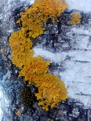 Xanthoria parietina