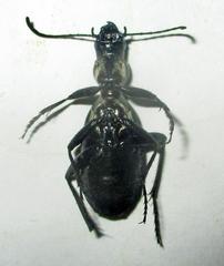 Cypholoba