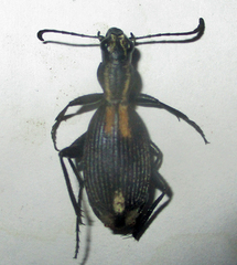 Cypholoba