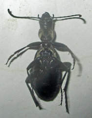 Cypholoba