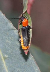 Chauliognathus tricolor