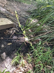 Chlorophytum comosum