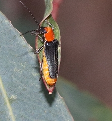Chauliognathus tricolor