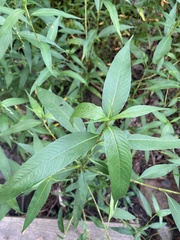 Persicaria lapathifolia