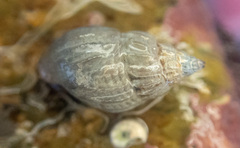 Amphissa versicolor