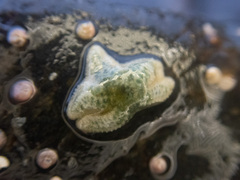 Evasterias troschelii