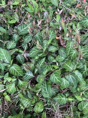 Lepidagathis inaequalis